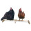 Chicken Coop Roosting Perch Bird Perch Yellow 1set 8