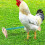 Play Bird Stands Standing Frame Green Wood 1pack 7