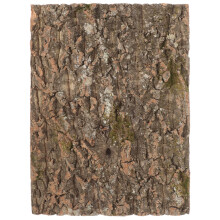 Golden Bark Terrarium Background For Creation - 1 Set