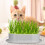 Soilless Cat Grass Grass Planter 2 Pcs Indoor Use 11