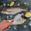 Fish Scales Stainless For Food Preparation 1pack 2