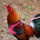 Chicken Duck Goose Strap Pet Adjustable Rooster Vest 5