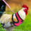 Chicken Duck Goose Strap Pet Adjustable Rooster Vest 7