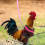 Chicken Duck Goose Strap Pet Adjustable Rooster Vest 3