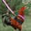 Chicken Duck Goose Strap Pet Adjustable Rooster Vest 4