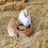 Raindrops Rabbit Hay Rack Iron White 2pcs 7