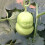 2Pcs Transparent Melon Shaping Molds Multi-Function Fruit Growing 11