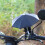 Small Parasol Phone Umbrella Navy Blue Matte 4pcs 9