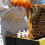 Bee Cages Beekeeping Accessory Plastic 10pack 10