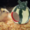 Pets Cool Down Sleeping Nest Ceramics Hamster Hide Cooling House 5