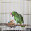 Unbranded  Cockatiels Tree Branch Pole Bird Safe Material Perch Rest 11