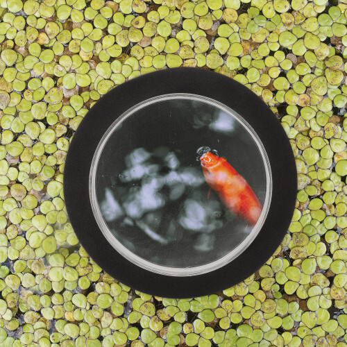 Small Floating Pond Cover Acrylic Black 1pack 2