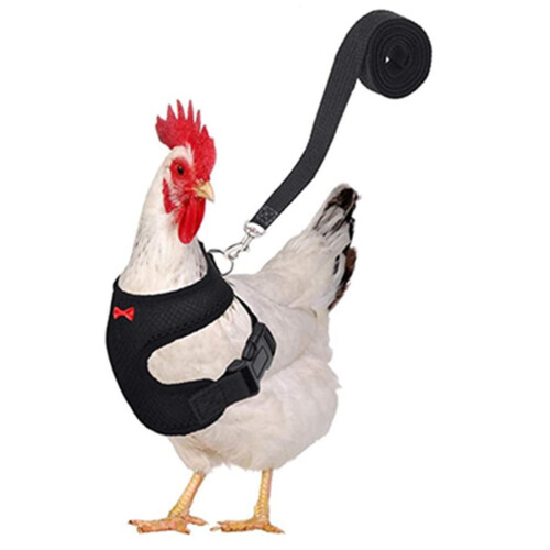 Adjustable Chicken Harness with Leash Breathable