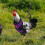 Adjustable Chicken Harness with Leash Breathable 3