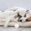 Accessories Animals Puppy Kit Dog Training Scent Stick Work 4