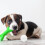 Accessories Animals Puppy Kit Dog Training Scent Stick Work 5