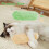 3 PCS Interactive Cat Toys Oreillers de chat Cat doux et durable 5
