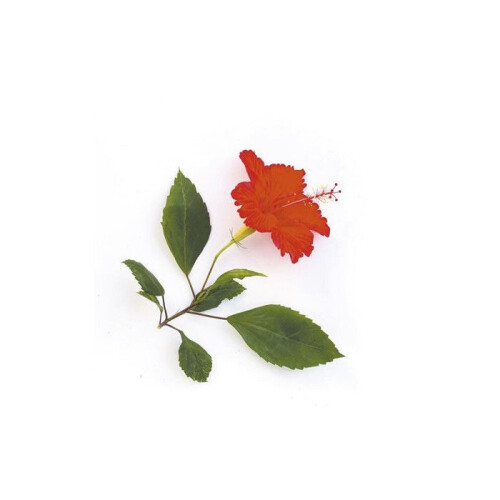 Perfume para Vela - GRAINE CREATIVE - Hibisco - 27 ml - Multicolore 1