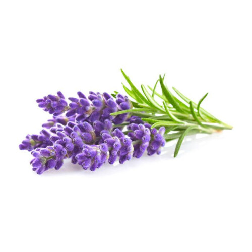 Graine Créative - Duftkerze 27 ml Lavendel 1