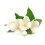 Graine Créative - Duftkerze 27 ml Jasmin 2