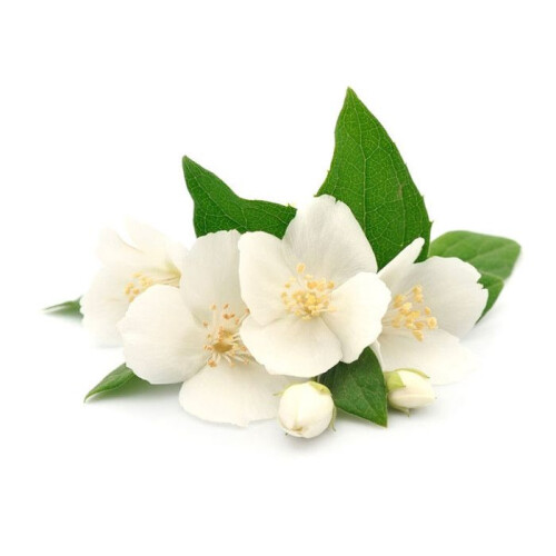 Graine Créative - Duftkerze 27 ml Jasmin 1