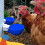 8 Pcs Chicken Water Cups Large Automatic Chicken 12