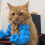 Γάτα μυϊκή μπράτσο 3D τυπωμένο κατοικίδιο Cosplay A 5