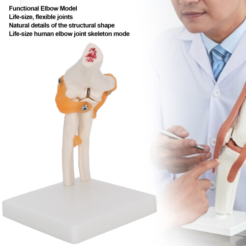 Full Size Elbow Skeleton Model for Teaching Study and Medical Demonstrations 2