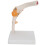 Full Size Elbow Skeleton Model for Teaching Study and Medical Demonstrations 6
