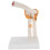 Full Size Elbow Skeleton Model for Teaching Study and Medical Demonstrations 2