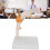 Full Size Elbow Skeleton Model for Teaching Study and Medical Demonstrations 11