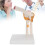 Full Size Elbow Skeleton Model for Teaching Study and Medical Demonstrations 12