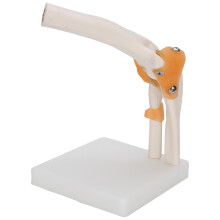 Full Size Elbow Skeleton Model for Teaching Study and Medical Demonstrations