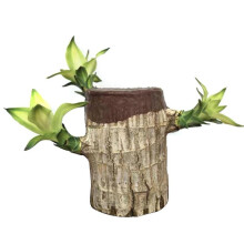 Groot Lucky Wood Hydroponic Green Modern Decorative Plant Pot for Office Home