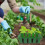 3pcs Plastic Plant Baskets Planter Nursery Baskets Small Plastic Nursery Baskets 17