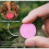 (1pc) Concentrated All-purpose Fertilizer Ease Plant Food Tw 3
