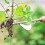Weeder Less Steel Weeding Gou Tool with 1pcs-silver 9