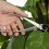 Jinyi Branch Tool Scissors Branch Round Ed Tree Pruners Trimmer En Tools Branch Tool(1pc, Silver) 7