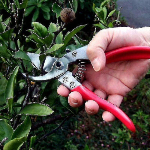 Ars Vs-8xz Secateurs - Professional Grade Pruning Shears 1