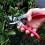 Ars Vs-8xz Secateurs - Professional Grade Pruning Shears 6