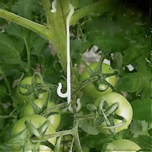 100 Pieces 13CM Garden Plant Fixing Clips, Climbing Plant Support Clips, Tomato Clips, Tomato Support