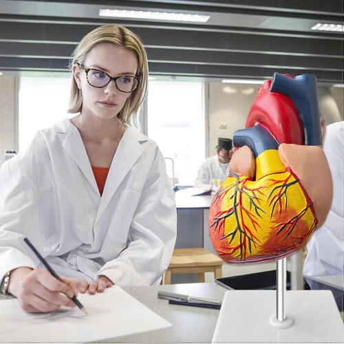 Menselijk hartmodel: 1:1 anatomisch hartmodel, afneembaar menselijk hart anatomisch model voor medische lessen hartmodel 2