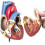 Menselijk hartmodel: 1:1 anatomisch hartmodel, afneembaar menselijk hart anatomisch model voor medische lessen hartmodel 4