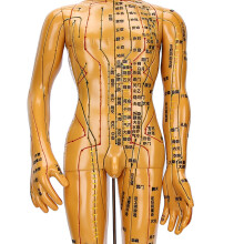 Male & Female Human Body Acupuncture Model, Copper, 50cm