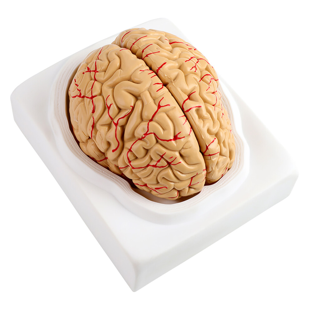 8Parts Anatomical Brain Arteries Model Human