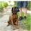 Dog Head Collar No-Pull Training Tool with Adjustable 2m Lead for Small Medium Large Dogs in Black Durable Design 5