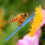 Grafting Tools for Beekeeping - Rust Proof Grafting Handle with Excellent Control and Ergonomic Design 4
