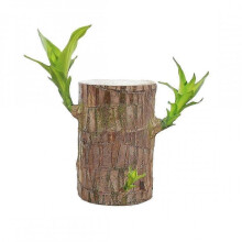 (6cm with buds) Direct from the base, Brazilian Lucky Bamboo Plant, Indoor Water Cultivated Desk
