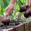 Winter Onion Sets Mix Approx 750g 150 Includes Varieties Like Red 5