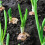 Winter Onion Sets Mix Approx 750g 150 Includes Varieties Like Red 6